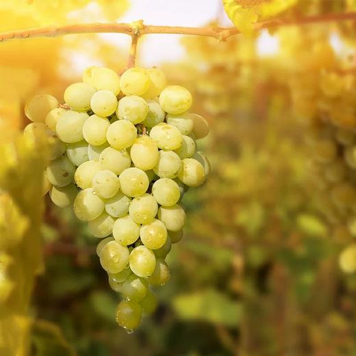 正宗 大泽山白玫瑰香葡萄 泽玉(泽香)葡萄 (水果)