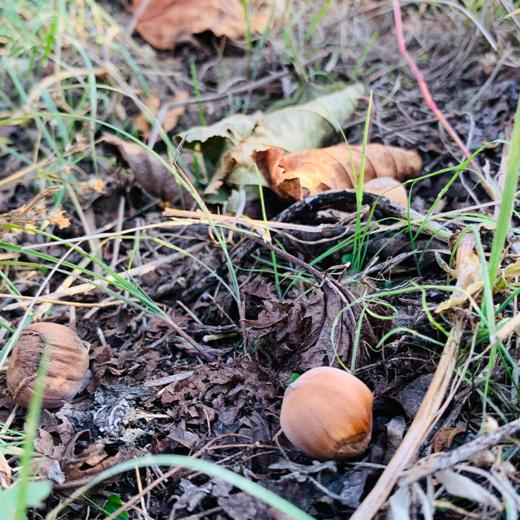 【伟诗优选 】铁岭野生榛子 商品图2