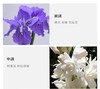 DIPTYQUE/蒂普提克 杜桑淡香水 50MLJPY带授权招加盟代理 商品缩略图4