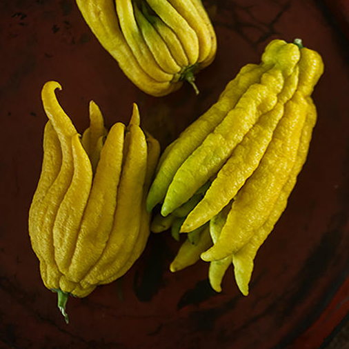 清供雅物--佛手（黄果）