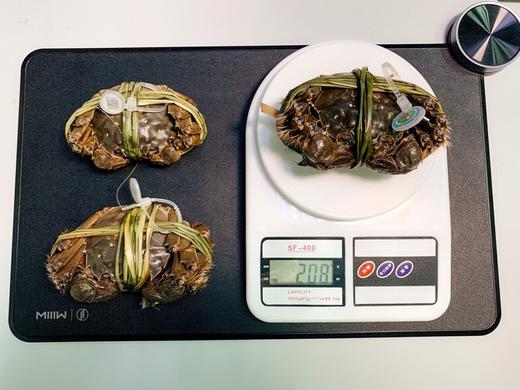 5.5两特大公蟹上线，爆黄阳澄湖大闸蟹，闭着眼睛买即可【诺诺精选】 商品图13
