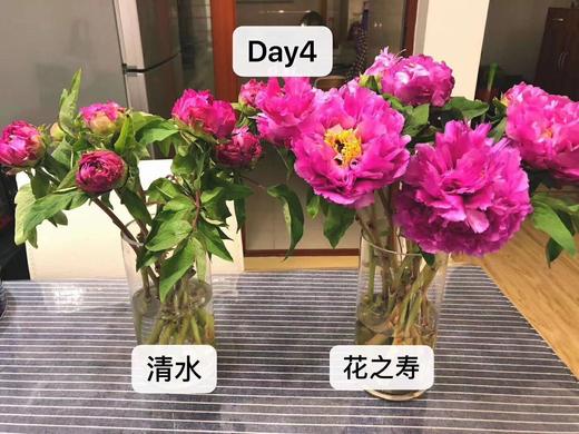 保鲜液6袋 养花神器，美国花之寿保鲜液 商品图3