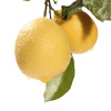 【四川·安岳】新鲜柠檬 新鲜水果 黄柠檬 安岳柠檬 包邮 商品缩略图2