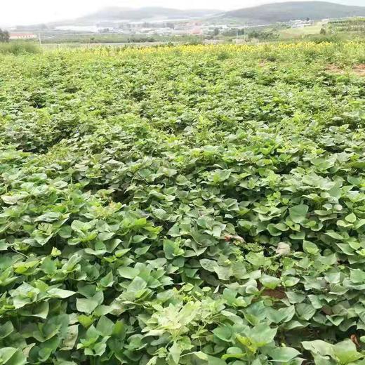 【39.99元/箱 5斤包邮到家】鸿翠园 有机蜜薯 商品图11