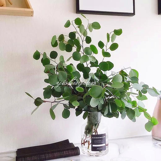 瓶插花||尤加利叶