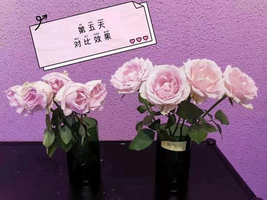 保鲜液6袋 养花神器，美国花之寿保鲜液 商品图4