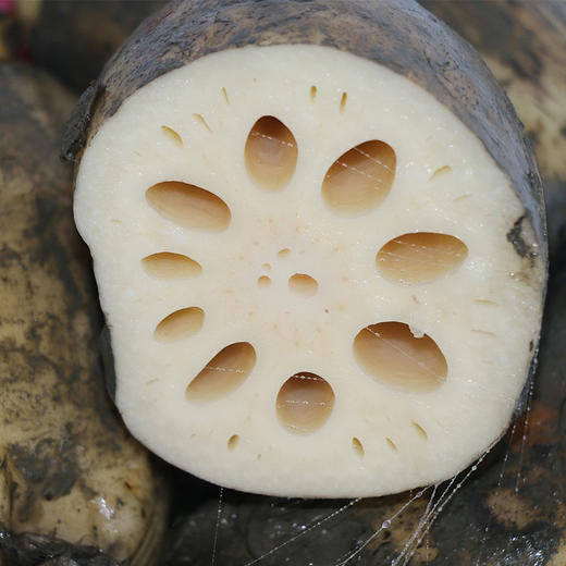 产地直邮洪湖现挖新鲜粉藕