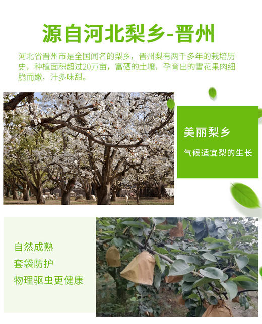 当季水果砀山梨酥梨香梨河北皇冠梨雪花梨 果园现摘 新果下树 营养煮水 全家适宜河北晋州雪花梨新鲜产地直发净重5斤2500克 商品图4