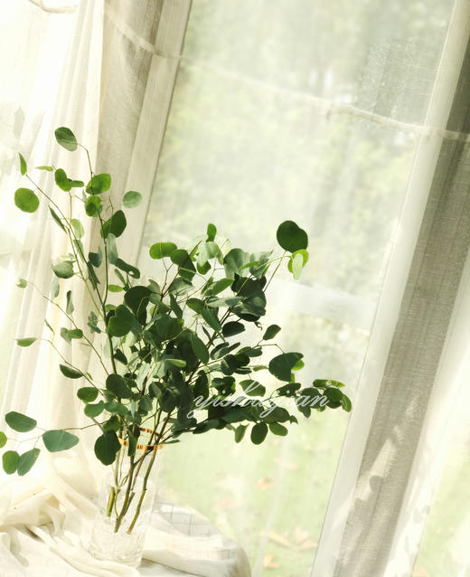 瓶插花||尤加利叶