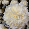 古田一级鲜银耳 6朵*约120g 商品缩略图8