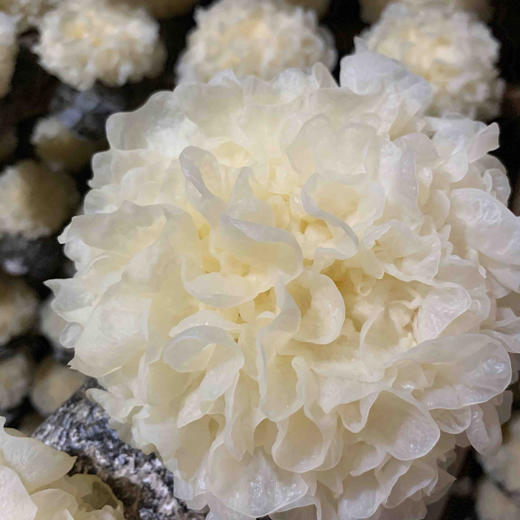 古田一级鲜银耳 6朵*约120g 商品图8