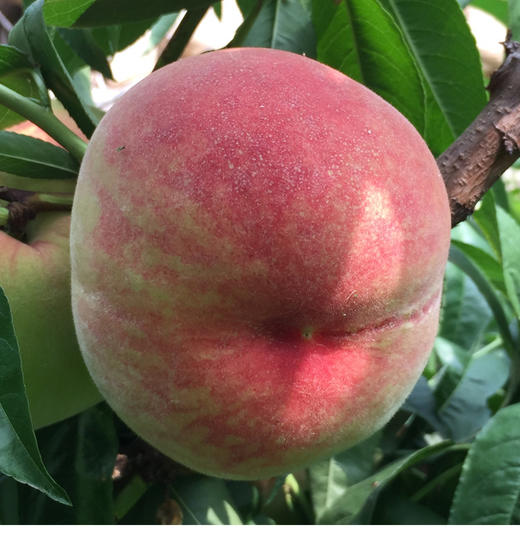 正宗北京平谷大桃水蜜桃礼盒12只装鲜桃子水果顺丰保鲜配送十天发货