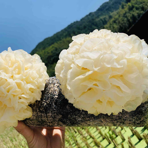 古田一级鲜银耳 6朵*约120g 商品图7