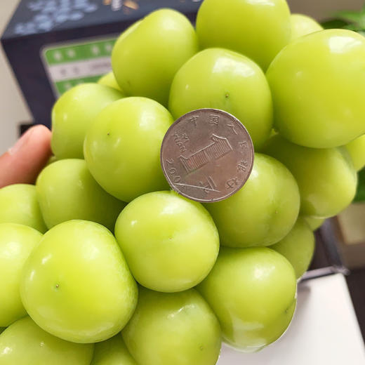 稀缺韩国晴王颗粒如表盘一般大