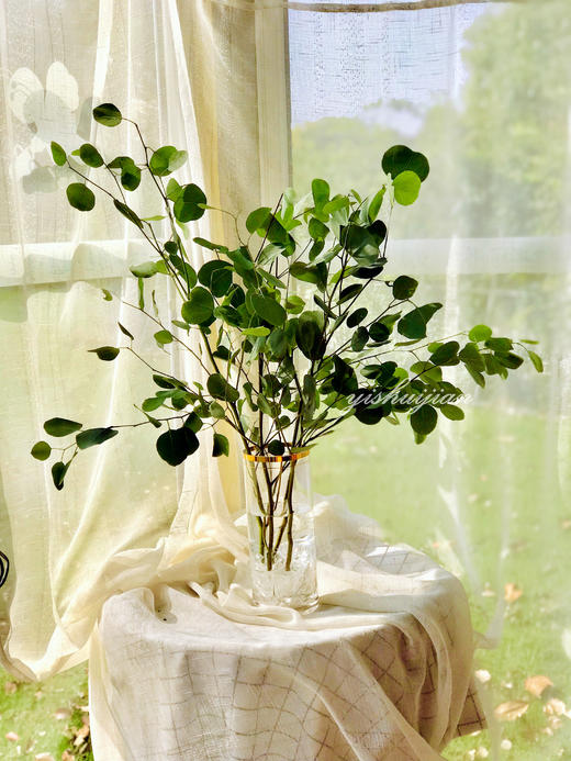 瓶插花||尤加利叶