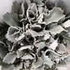 配花-银叶菊多枝 商品缩略图0