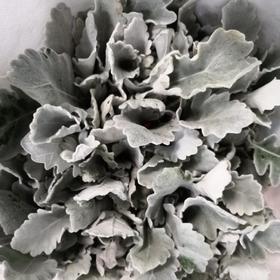 配花-银叶菊多枝