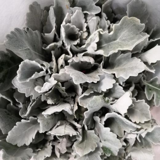 配花-银叶菊多枝 商品图0