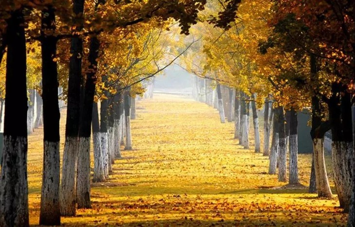 银杏十里长廊 金秋十月带娃去看银杏吧