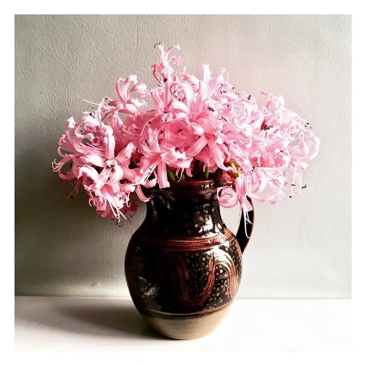 【新鲜】荷兰进口石蒜仙女粉色,白色(9-10枝),打包会裁剪一定长度