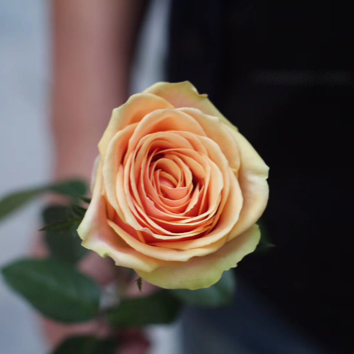 爱必达昆明国产优质玫瑰系列迪威娜910枝宝藏玫瑰开放后很惊艳喔打包