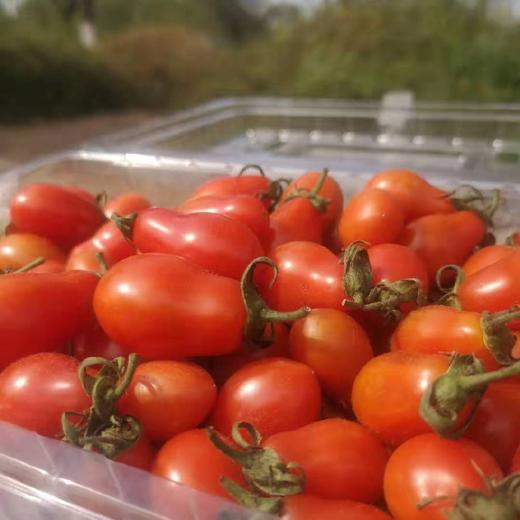 【花生牛奶小柿子】约重2斤装,正宗丹东货,味儿浓飙汁.