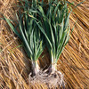 蒜叶 Garlic sprouts 商品缩略图0