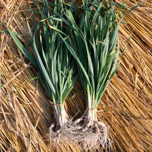 蒜叶 Garlic sprouts 商品图0