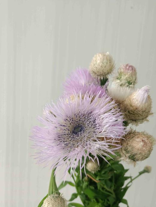 鸟巢菊 - 哈尔滨中山鲜花批发