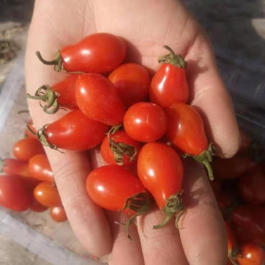 【花生牛奶小柿子】约重2斤装,正宗丹东货,味儿浓飙汁.