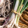 蒜叶 Garlic sprouts 商品缩略图1