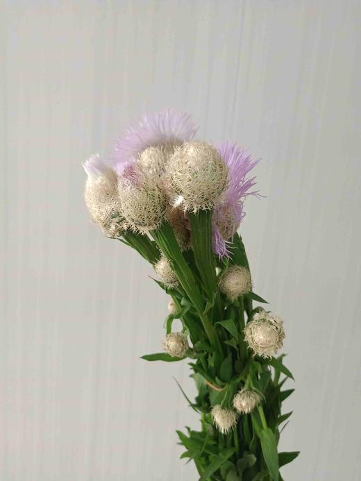 鸟巢菊 - 哈尔滨中山鲜花批发