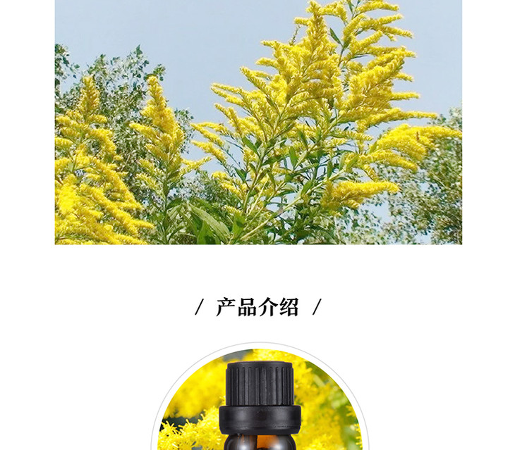 一枝黄花精油5ml