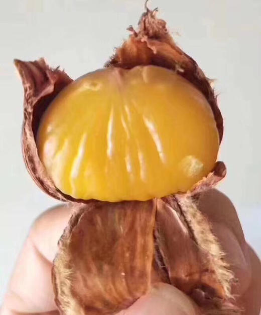 迁西出口级板栗 🌰 ，一直听说板栗南瓜，板栗地瓜，那最极致的板栗是什么样的？颗颗精选，粒粒金黄，香，甜，粉，糯！！！😋 随便水煮都好吃的要命，超甜 商品图4