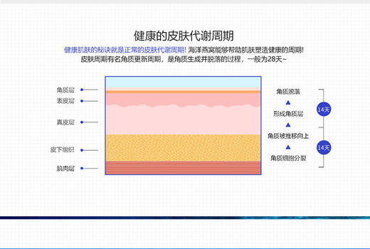 SNP爱神菲燕窝焕肤水乳套盒（水4ml*20条+乳4ml*20条）JPY带授权招加盟代理 商品图6