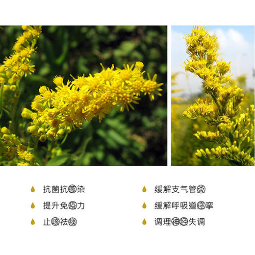 一枝黄花精油5ml