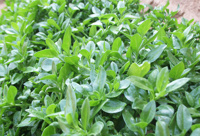 会员选菜穿心莲200g