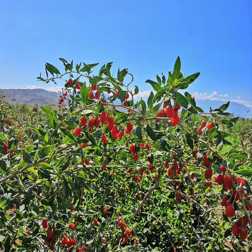 【下单立减10元】新疆精河头茬红枸杞 180g*2袋（无硫熏 自然原色 ） 商品图7