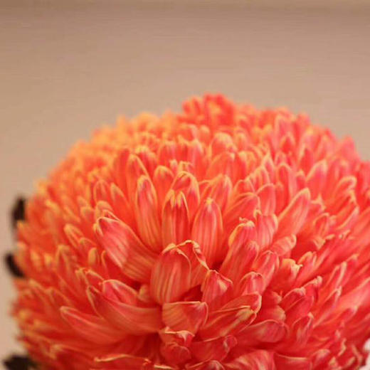 牡丹菊配色 商品图7