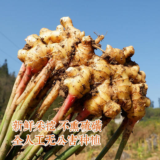 【云南好物】小黄姜  3斤/5斤 商品图3