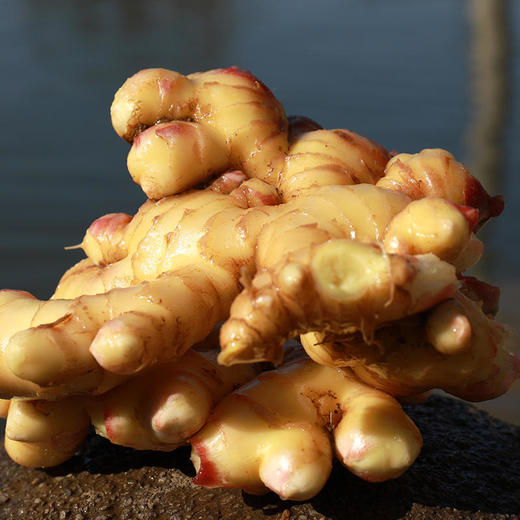 【云南好物】小黄姜  3斤/5斤 商品图1