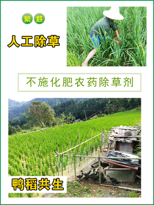 贵州深山酵素生态大米 392项农残0检出 商品图5
