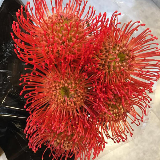 国产 针垫 红色. 商品图0