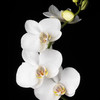 蝴蝶兰 白色 商品缩略图3