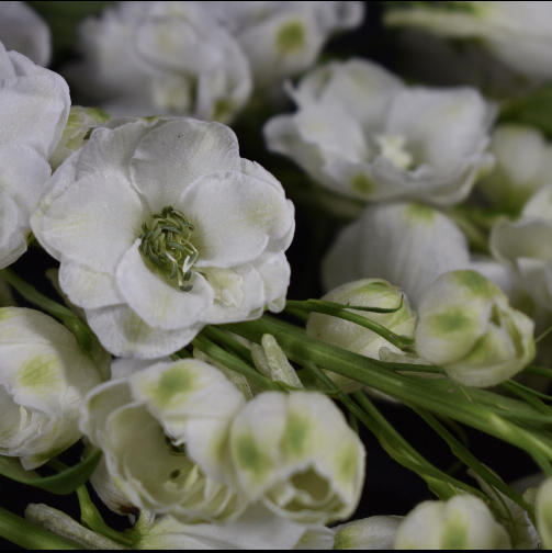 大飞燕 商品图6