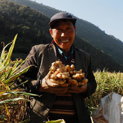 【云南好物】小黄姜  3斤/5斤 商品图5