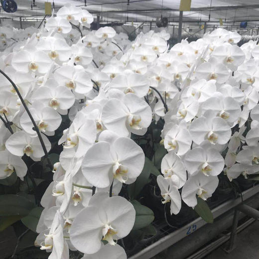 蝴蝶兰 白色 商品图2