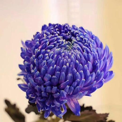 牡丹菊配色 商品图2