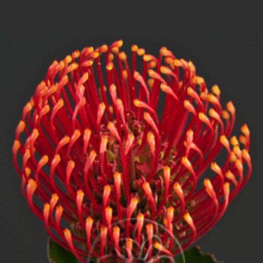 国产 针垫 红色. 商品图2