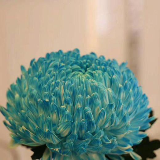 牡丹菊配色 商品图4